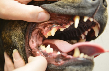 моляры у собаки